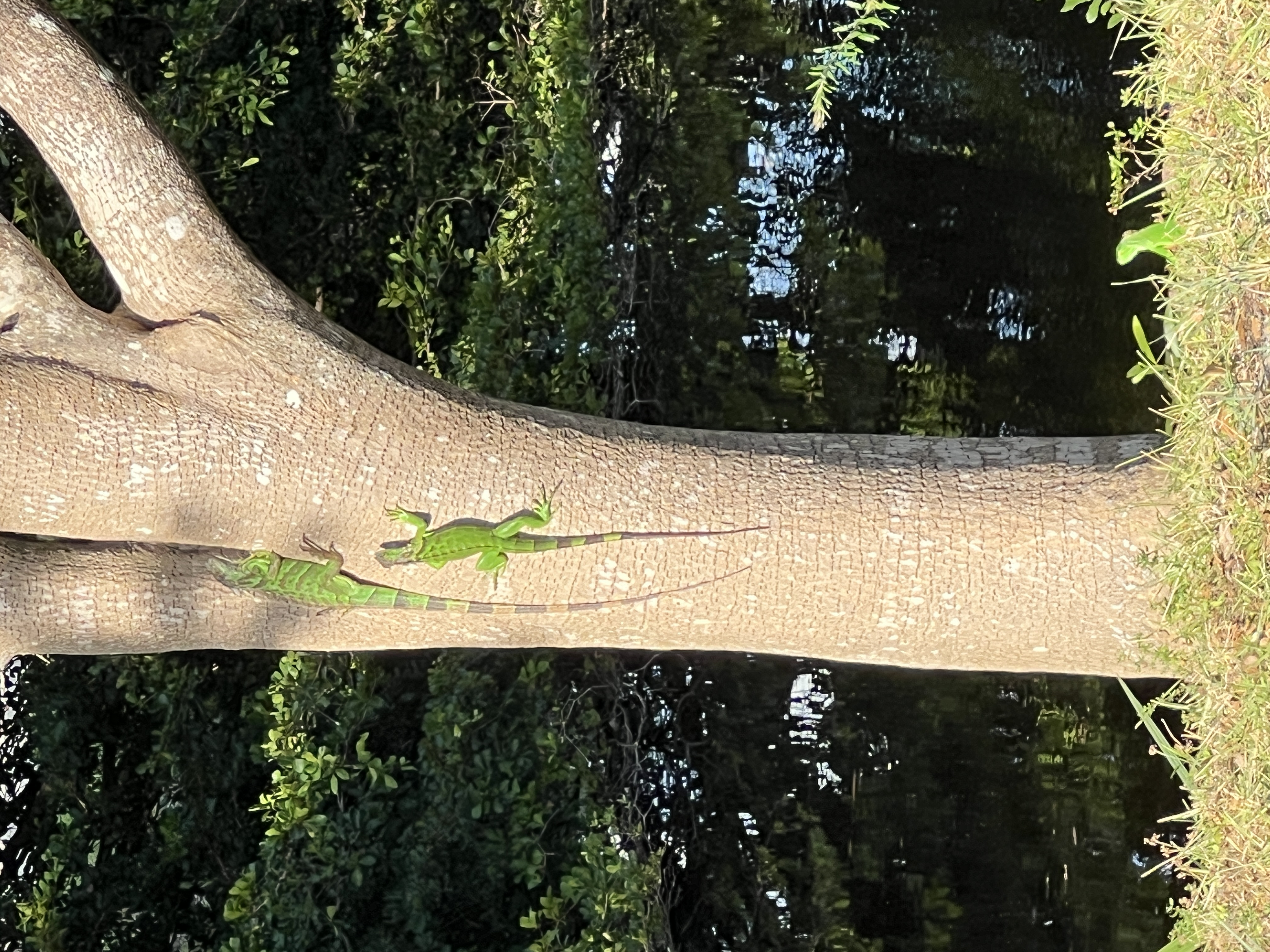 ./2025/12 - Pembroke Pines Wedding/IMG_7683.JPG